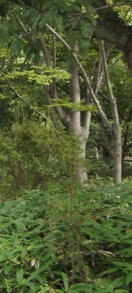 ᡼ 2