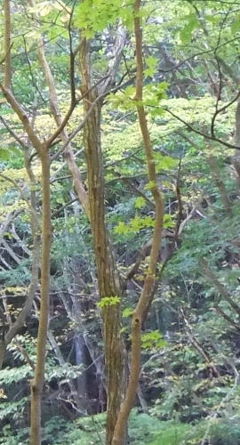 ᡼ 8