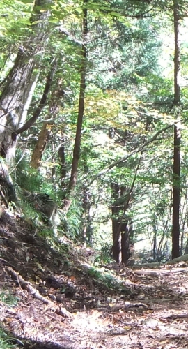 ᡼ 5
