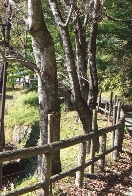 ᡼ 1