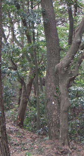 ᡼ 20